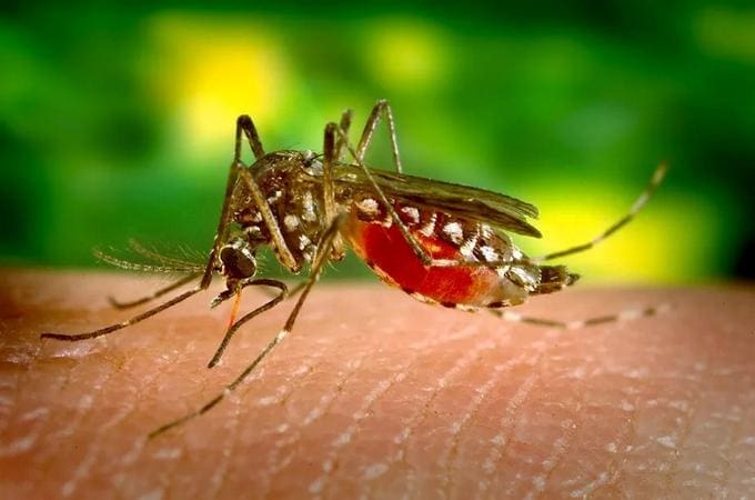 PBH formaliza o fim da epidemia de dengue na capital