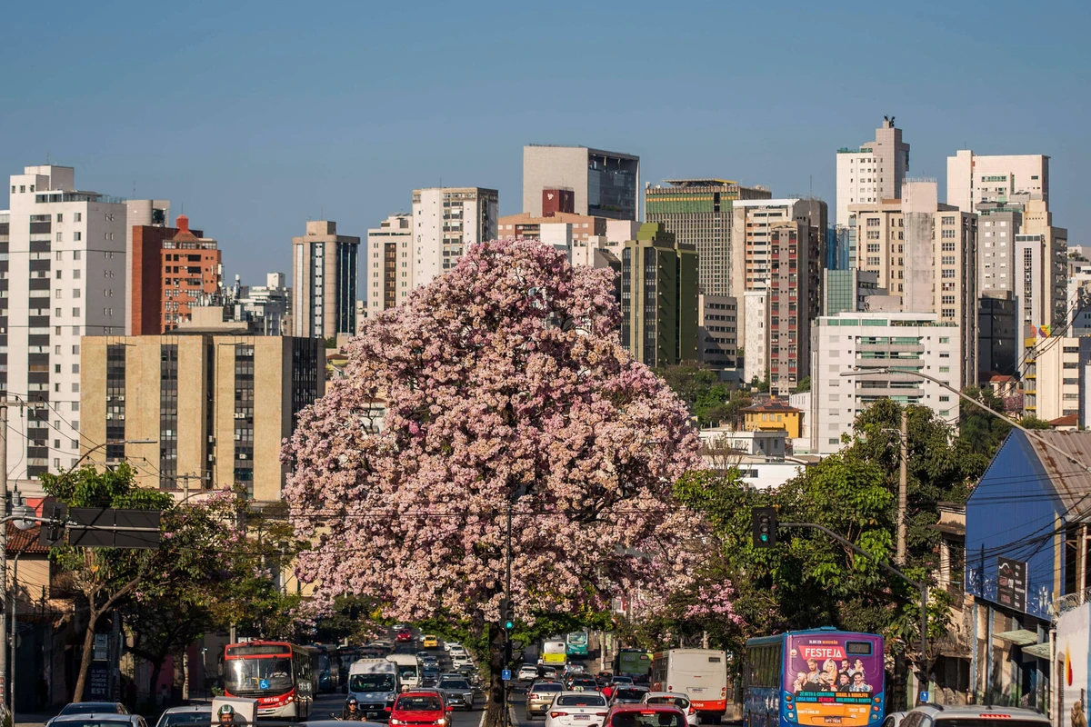 Primavera começa em BH com chuva, sol e frio; veja previsão para o domingo